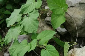要得声音焦，就吃隔山消视频封面