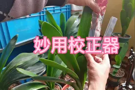 君子兰的叶子偏了怎么纠正，今天教兰友巧用校正器来纠正叶偏视频封面