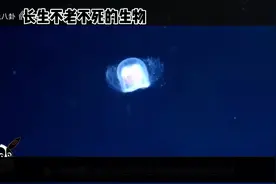 地球上不老不死的生物你知道是什么吗？视频封面