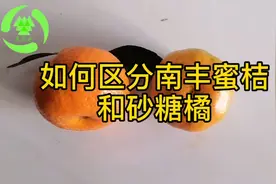有人用南丰蜜桔冒充砂糖橘破坏市场，砂糖橘和南丰蜜桔如何区分视频封面