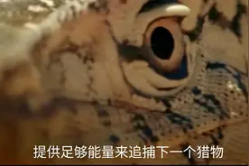 眼斑巨蜥   蛇类的天敌，进化出对毒液超强抵抗力视频封面