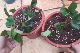 网购的草莓小苗，上盆注意做好几点，你想把它种死都很难。视频封面