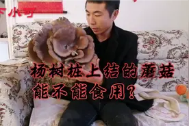 杨树桩上长出蘑菇能不能食用？小伙很纠结。