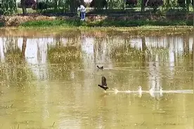你听说过有种鸟叫水鸡吗？来看看会飞又会游还善潜水的黑水鸡！视频封面