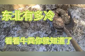 东北零下二十多度，牛粪冻成坨，看看养牛人是怎么处理的视频封面