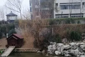 中国第一矿业大学里养黑天鹅了！视频封面