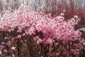 阳春三月，太原道路两旁的鲜花已怒放，你认识其中几种花？视频封面