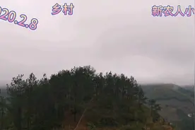 新农人小钱带你们看香榧古树，一颗树年收入五千元，看视频学技术视频封面