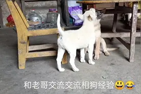 白狗黑鼻真叫棒。紫鼻、红鼻太可惜，不算白狗不为奇。