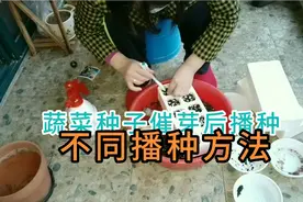 蔬菜种子的不同播种方法视频封面