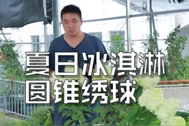 夏日冰淇淋，圆锥绣球。视频封面
