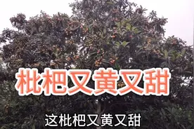 农村的枇杷熟了，又黄又甜又好吃，还是润肺止咳良品视频封面