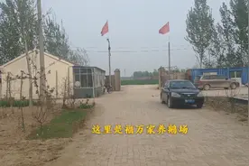 山东省最大的养鹅场，存鹅3万只，鹅蛋三元一个，养殖业真不易视频封面