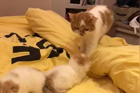 被主人偷偷拿走的小猫🐱 妈妈紧张到不行✋视频封面