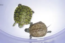 家中养乌龟也能招财 位置摆放有讲究 讲述摆放位置与财运的关系视频封面