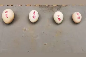 孔雀蛋，番鸭蛋，火鸡蛋，斗鸡蛋，蛋蛋不相同.vlog