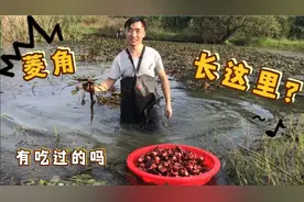 菱角好吃又有营养，但是它长在什么地方你知道吗？涨知识了。视频封面