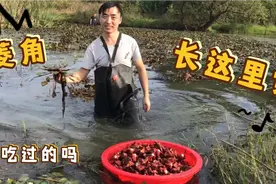 菱角好吃又有营养，但是它长在什么地方你知道吗？涨知识了。视频封面