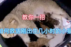 刚出生的小猫体质虚弱 命悬一线 教你一招可以迅速救活小猫生命。