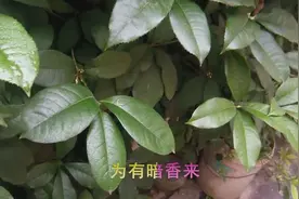 古诗朗读少儿版《梅花》作者.王安石---墙角数枝梅...视频封面