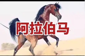 【世界名马】阿拉伯马