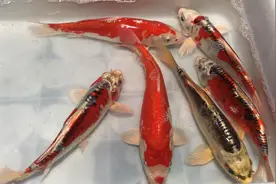 锦鲤趴缸怎么办？小丰告诉你锦鲤不一定生病才趴缸。视频封面