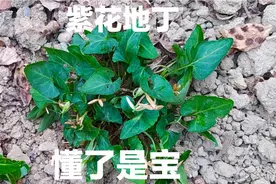“紫花地丁”俗称犁头草，原来它的价值这么高，你认识吗？视频封面