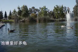池塘里好多巴西龟，可能是有人放生的，能吃吗？视频封面