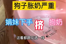 娟妹下手挤狗奶，狗免得乳腺炎，乳汁喷射像花洒，被它喝了个干净视频封面