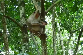 猴妈带着小猴爬树，小猴吓到脸都白了，最后会发生什么？视频封面