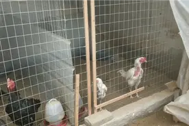 农村小妹养殖斗鸡，新的一年带大家看看越南种鸡和它的漂亮老婆视频封面