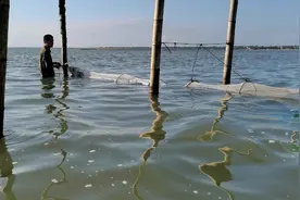 海上围网捕鱼，浅海渔民的作业方式之一视频封面