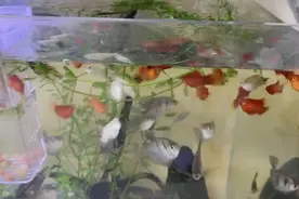 鱼缸水位下降太快是怎么回事？？今天要给鱼缸加水吧！视频封面