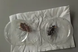 奄奄一息的小强惨遭3000只面包虫群分解吞食，密集恐惧者勿入！视频封面