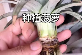 种植菠萝小技巧，我是用心的。视频封面