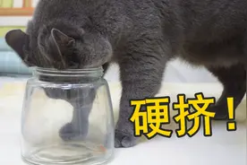 在玻璃瓶放猫粮，能测试出猫咪智商？猫：吃口饭脸都挤变形了！视频封面