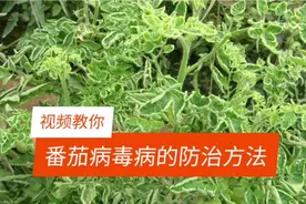 三个步骤教你轻松防治番茄病毒病！视频封面