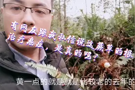 有网友私信我说蕨草根可以治癌症，如我再回乡下山里记得帮他弄些视频封面
