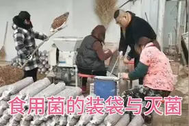一锅蒸三样，猴头菇，木耳，灵芝菌包的装袋及常压灭菌视频封面