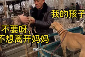 狗妈妈眼睁睁的，看着孩子与自己分离，却无能为力，显得多么无助视频封面