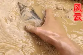 这里的土质实在是太好了，对于哪些野货有很大的帮助。视频封面
