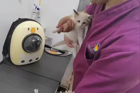 布偶猫抱来不到一个月就在宠物医院花了两千，感觉是医院都很挣钱视频封面
