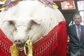 中国猪王重达1500斤，一天要吃40斤粮食，老人养了10年不舍得卖！视频封面