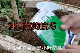 育了两个品种茼蒿苗，小叶茼蒿大叶茼蒿，告诉你出苗率高的技巧视频封面