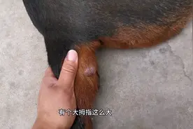 好可怜的的狗狗，尾巴上长了一个肉瘤，有没有懂这个的医生？视频封面