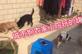 城市狗即将离开农村小院，回城市之前，在小院里尽情嗨吧视频封面