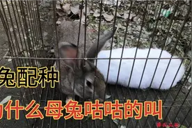 家兔配种的时候母兔“咕咕”的叫，正常吗视频封面