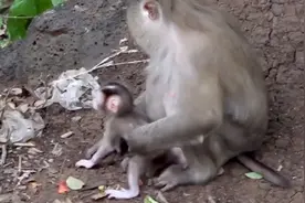 小猴子背部受伤溃烂，痛得直接钻进妈妈的怀里，扎心啊！视频封面