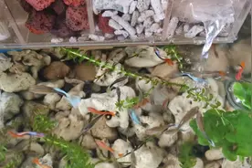 从不换水的鱼缸，水质还这么好，真的全靠这款过滤器！重点还好看视频封面