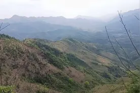跟着婶婶们到大山无人区摘野菜，迷路了，幸好遇见五叔帮林场造林视频封面